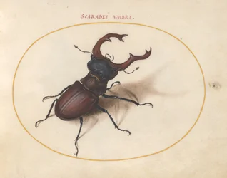 スカラベカブトムシ、c.1575-80