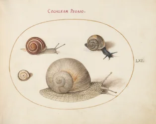 カタツムリ、1575-80年頃