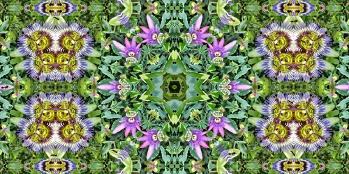 Olennot: Muurahaiset passionkukkakentällä