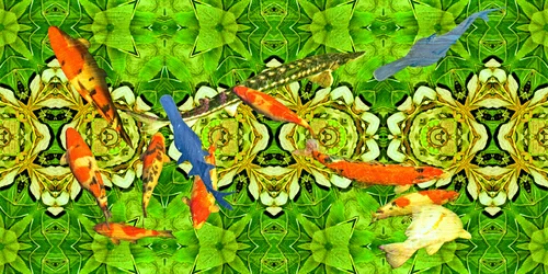 クリーチャー：コイ・コイ・フィッシュ・アンダー・ウォーター・ガーデン 3