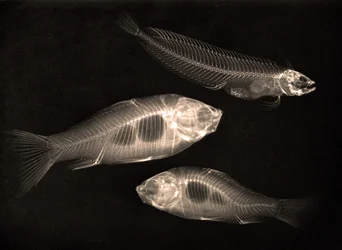 2匹の金魚と1匹の海水魚のX線検査