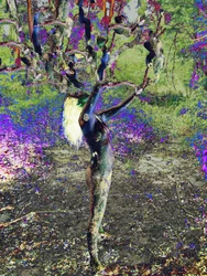 青い木