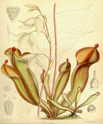 Heliamplioraの確率。 1890