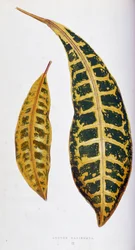 クロトンの葉のバリエガタ。 「」のボタニカルボード カラフルな葉を持つ植物。 London Horticulture Society のメンバーである Edward Joseph Lowe と W. Howard による、庭園、温室、アパートの装飾に使用される最も注目すべき種のコレクション。 トラン