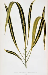 クロトンの葉 variegatum angustifolium。 「」のボタニカルボード カラフルな葉を持つ植物。 London Horticultur のメンバーである Edward Joseph Lowe と W. Howard による、庭園、温室、アパートの装飾に使用される最も注目すべき種のコレクション