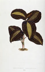 アノエクトチルス・キサントフィルスの葉。 「」のボタニカルボード カラフルな葉を持つ植物。