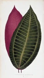 Cyanophyllum Magnificum の葉。 「」のボタニカルボード カラフルな葉を持つ植物。