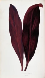 「」のドラセナ フェレアの葉 カラフルな葉を持つ植物。 London Horticulture Society のメンバーである Edward Joseph Lowe と W. Howard による、庭園、温室、アパートの装飾に使用される最も注目すべき種のコレクション。 英語からの翻訳