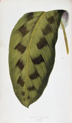 マランタ・パルディナの葉。 「」のボタニカルボード カラフルな葉を持つ植物。 London Horticulture Society のメンバーである Edward Joseph Lowe と W. Howard による、庭園、温室、アパートの装飾に使用される最も注目すべき種のコレクション。 Tr