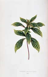 Sonerila margaritacea の葉。 「」のボタニカルボード カラフルな葉を持つ植物。 London Horticulture Socie のメンバーである Edward Joseph Lowe と W. Howard による、庭園、温室、アパートの装飾に使用される最も注目すべき種のコレクション