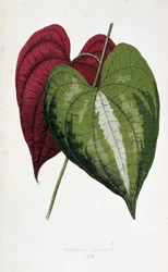 山芋の葉は2色（ヤマノイモ変色）。 「」のボタニカルボード カラフルな葉を持つ植物。 London Hort のメンバーである Edward Joseph Lowe と W. Howard による、庭園、温室、アパートの装飾に使用される最も注目すべき種のコレクション