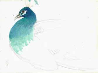左を向くクジャク、14.VI.1900、1900年