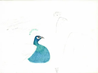 右を向くクジャク、14.VI.1900、1900年