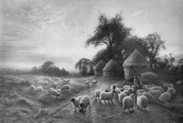 羊の飼育、c1890、1911