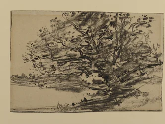 木の研究、1870年（紙に黒鉛）