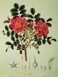Rosa rugosa、フォン・シーボルト、ズッカリーニ著「Flora Japonica」第1巻より