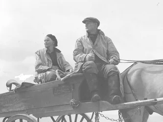 ザルガイ採りの荷車に座る夫婦
