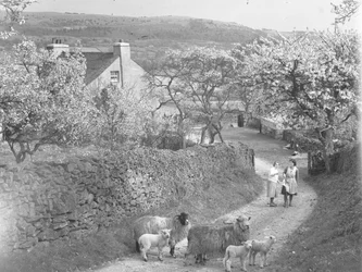 羊と子羊が線路の上を走り、両側には桜の木が植えられている。