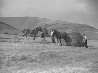 ソリを引く2頭の馬