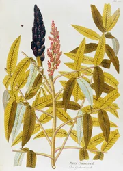 Joseph Jacob von Plenck (1735-1807)が描いた「エルム葉の櫨」（Icones plantarum medicinalium, Viennaより）。