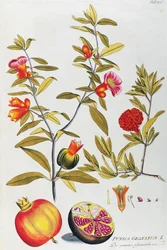 Joseph Jacob von Plenck（1735-1807）によるザクロ（Punica granatum）、ウィーンのIcones plantarum medicinaliumより