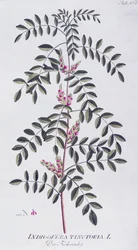 Joseph Jacob von Plenck（1735-1807）による真の藍（Indigofera tinctoria）、ウィーンのIcones plantarum medicinaliumより。