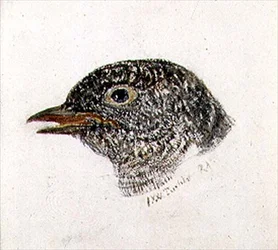 カッコウ、『The Farnley Book of Birds』より、1816年頃（紙に鉛筆と水彩画）