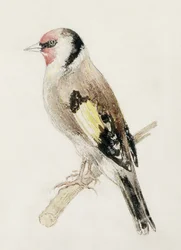The Farnley Book of Birds」の金魚、1816年頃（紙に鉛筆と水彩画