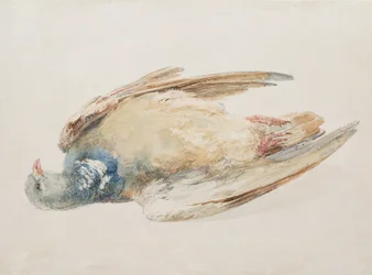 ファーントリー鳥類図鑑』より「鳩」 1816年頃（紙に鉛筆・水彩画