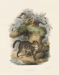 アジアヤマネコ