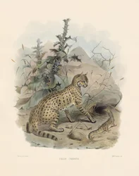 アジアヤマネコ