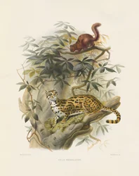 ベンガルキャット