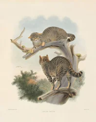 ヨーロッパヤマネコ