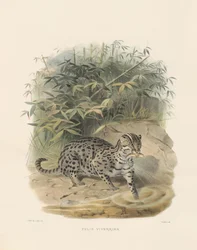 フィッシングキャット