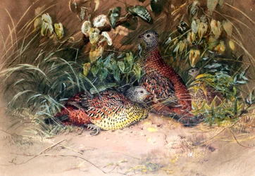 Hardwicke&39;s Spur-fowl（Galloperdix lunulata）、1852-54