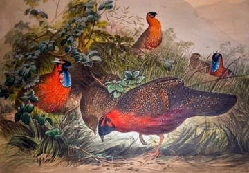 角のあるトラゴパン、1861