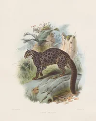 マーブルキャット