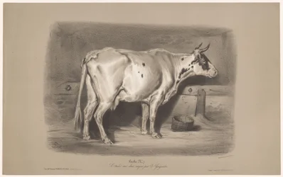 馬小屋の牛 Vache (オブジェクトのタイトル) 2 種類のチョークでの動物研究 (シリーズ タイトル) Étude aux deux crayons par Z. Gengembre (オブジェクトのシリーズ タイトル)