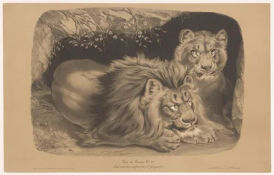 ライオンと雌ライオン Lion et Lionne (オブジェクトのタイトル) 2 種類のチョークでの動物研究 (シリーズ タイトル) Étude aux deux crayons par Z. Gengembre (オブジェクトのシリーズ タイトル)