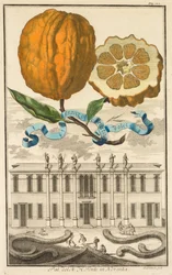 Nurnbergische Hesperides: No185 - 甘い縞模様のオレンジ。 ノヴェンタの N. H. フォンテ宮殿、1708 年頃。