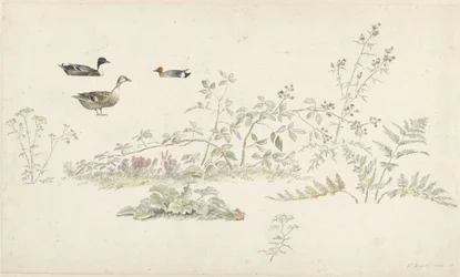 植物と水鳥の学習シート