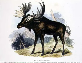 ヘラジカ（Cervus alces）の教育用イラストレーション（キリスト教知識普及協会発行