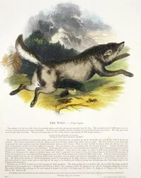 オオカミ（Canis lupus）教育イラストパブ。キリスト教の知識を促進するための協会、1843年（アクアチント）