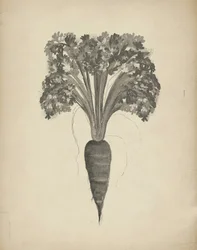 ニンジンの植物画