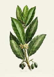 植物の葉と果実