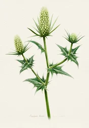 植物学上のシーホリー