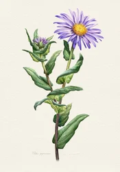 紫のアスターの植物学的研究