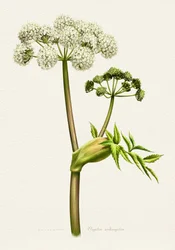 ホワイトアンジェリカの植物画