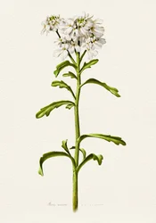 ホワイト・キャンディタフト（植物）