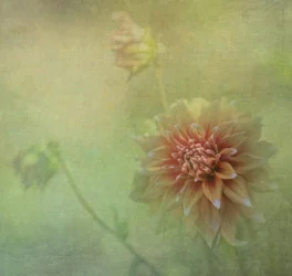 夢のようなダリアの花